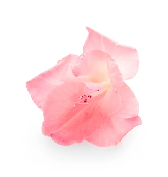 Gorgeous Gladiolus Flower White Background — Stock Photo, Image