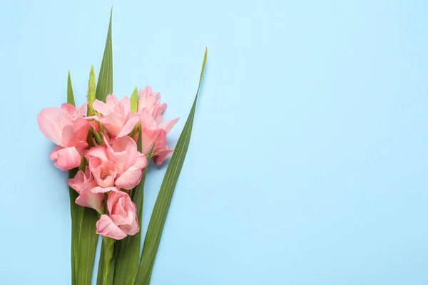 Gorgeous Gladiolus Flowers Blue Background — Stock Photo, Image