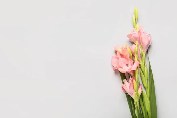 Işık Arkaplanda Muhteşem Gladiolus Çiçekleri — Stok fotoğraf