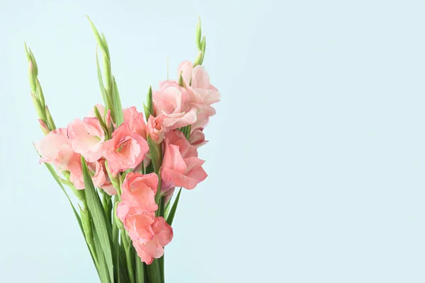 Magnifici Fiori Gladiolus Sfondo Colore — Foto Stock