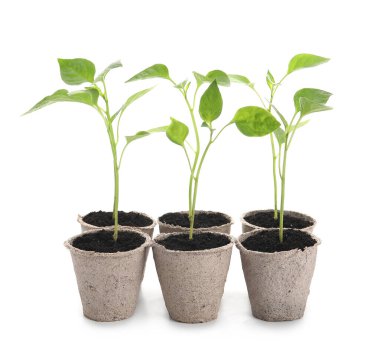 Beyaz arka planda turba saksılarına fidanlar eker