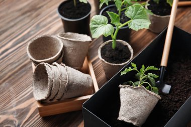 Köknar saksılarında fidanlar ve ahşap arka planda bahçe kürekleri.