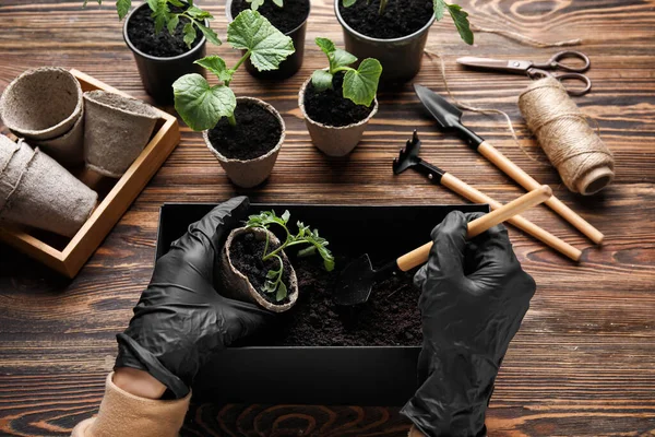Woman Setting Out Young Plants Pots Wooden Background — Stock Photo, Image
