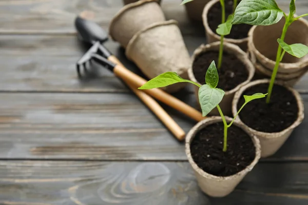 Plants Seedlings Peat Pots Gardening Tools Dark Wooden Background — Stock Photo, Image