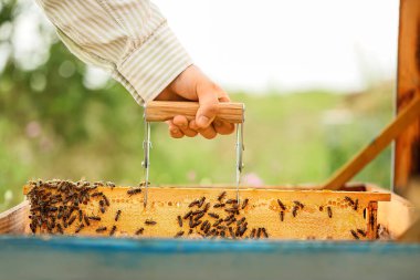 Arı yetiştiricisi arıcıda çalışıyor.