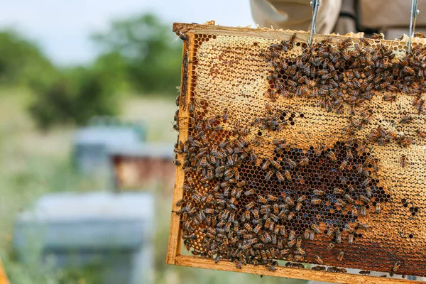 Méhész Mézkerettel Méhészetben — Stock Fotó