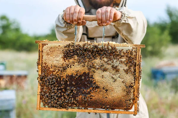 養蜂家とともに蜂蜜のフレームにApiary — ストック写真