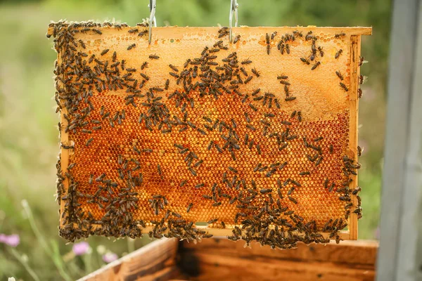 蜜蜂在蚜虫中的蜂蜜框架 — 图库照片
