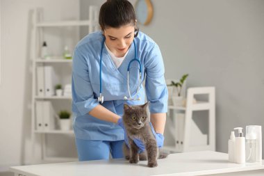 Gri kediyi klinikte muayene eden kadın veteriner.