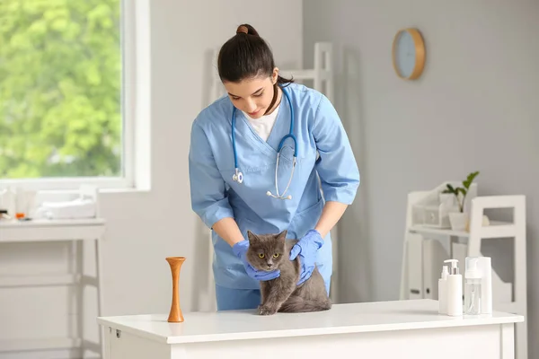 Female Veterinarian Examining Grey Cat Clinic — Stock Photo, Image