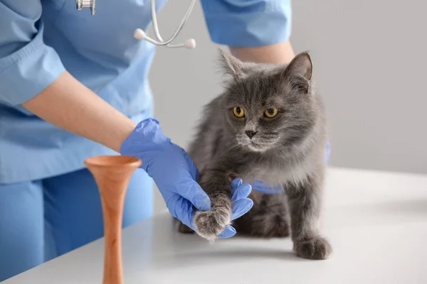 Roztomilá Kočka Veterinářské Klinice Vyšetření — Stock fotografie