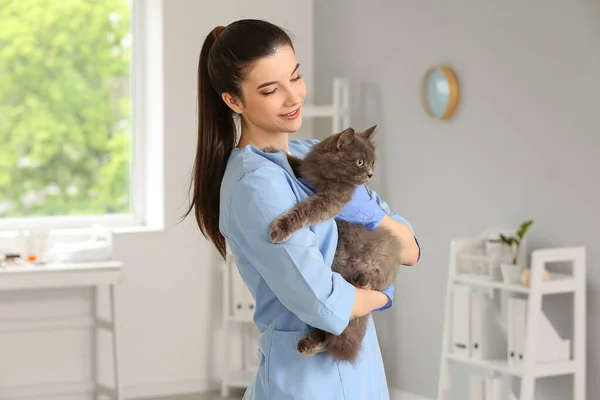 Female Veterinarian Holding Grey Cat Clinic — Stock Photo, Image