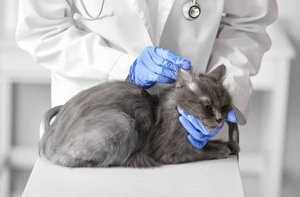 Žena Veterinární Lékař Vyšetření Roztomilé Šedé Kočky Klinice Detailní Záběr — Stock fotografie