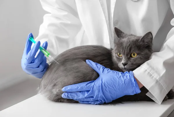 Female Veterinarian Vaccinating Grey Cat Clinic — Stock Photo, Image