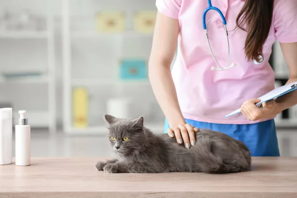 Veterinário Feminino Examinando Gato Cinza Clínica — Fotografia de Stock