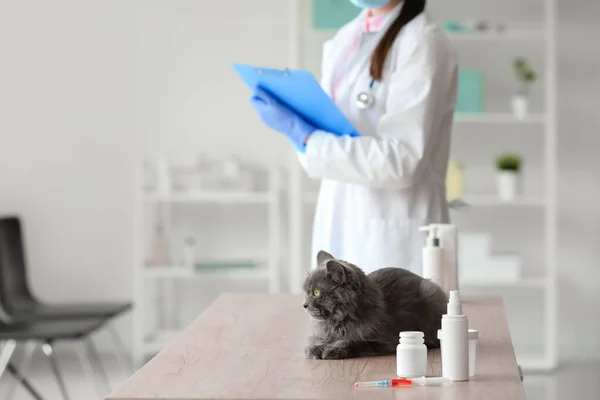Χαριτωμένο Γκρι Γάτα Στην Κλινική Κτηνίατρο Για Εξέταση — Φωτογραφία Αρχείου