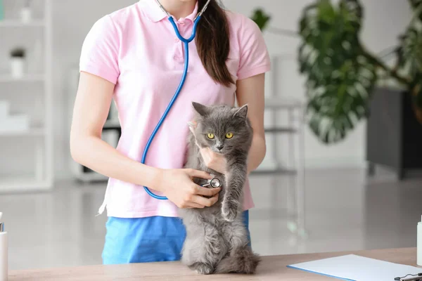 Θηλυκός Κτηνίατρος Που Εξετάζει Γκρίζα Γάτα Στηθοσκόπιο Στην Κλινική — Φωτογραφία Αρχείου