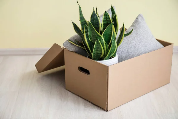 Wardrobe box with clothes and houseplant on wooden floor near color wall