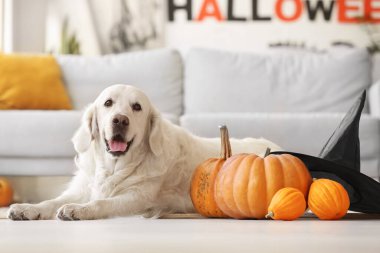 Evde cadılar bayramı balkabaklarıyla sevimli labrador köpeği