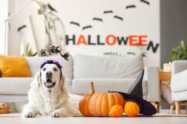 Cadılar Bayramı dekoru ve balkabağı olan şirin labrador köpeği.