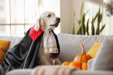 Evde Cadılar Bayramı partisi için giyinmiş şirin labrador köpeği.