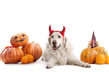 Cadılar Bayramı dekoru ve beyaz arka planda balkabağı olan şirin labrador köpeği.