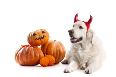 Cadılar Bayramı dekoru ve beyaz arka planda balkabağı olan şirin labrador köpeği.