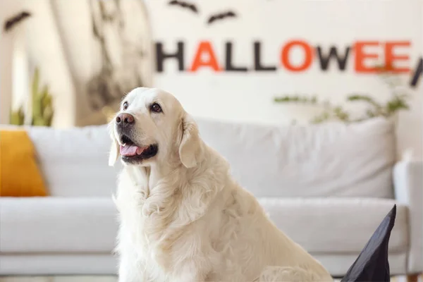 Cute Labrador Dog Home Halloween Eve — Stock Photo, Image