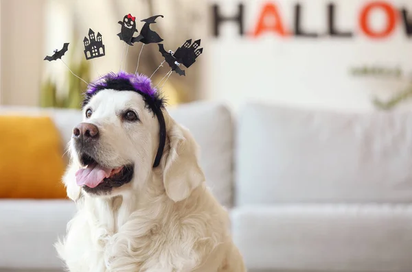Roztomilý Labrador Pes Halloweenskou Výzdobou Doma — Stock fotografie