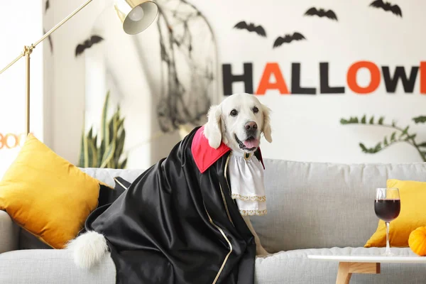 Cute Pies Labrador Ubrany Imprezę Halloween Domu — Zdjęcie stockowe