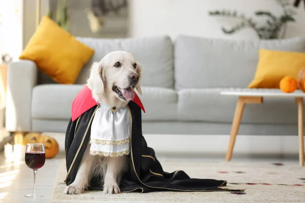 Cute Labrador Dog Dressed Halloween Party Home — Stock Photo, Image
