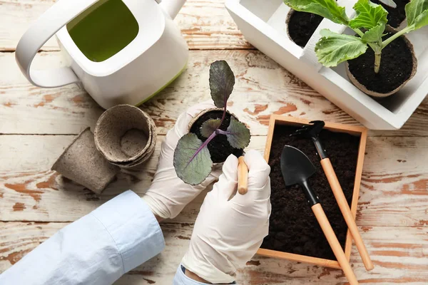 Woman Setting Out Young Plant Pot Light Wooden Background — Stock Photo, Image