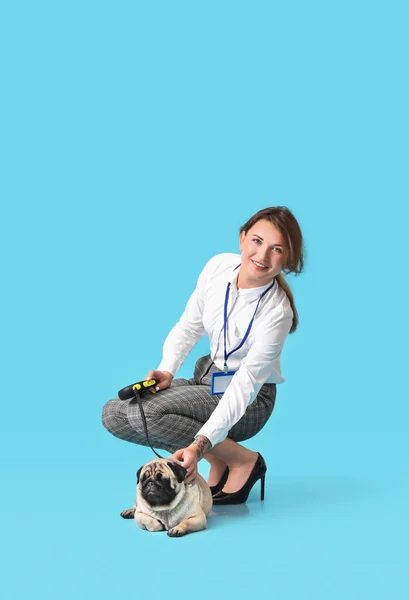 Young Businesswoman Leash Cute Pug Dog Blue Background — Stock Photo, Image