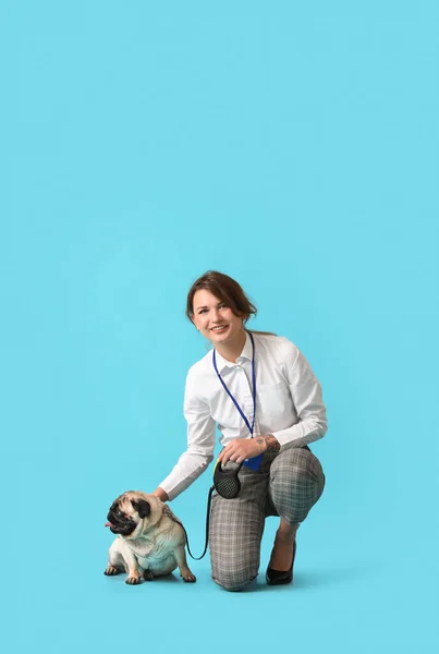 Young Businesswoman Leash Cute Pug Dog Blue Background — Stock Photo, Image