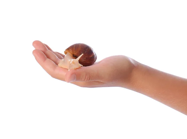 Hand Little Boy Snail White Background — Stock Photo, Image