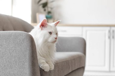 Evdeki kanepede yatan sevimli Maine Rakunu kedisi.