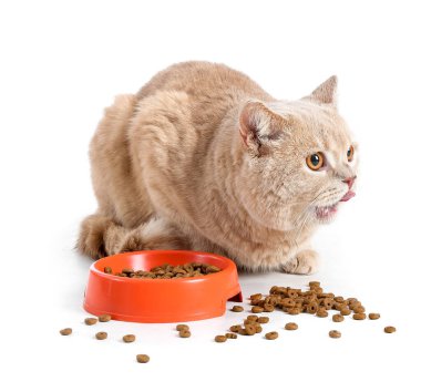 Beyaz arka planda kaseden yemek yiyen sevimli kedi.