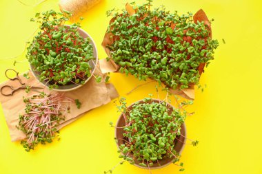 Sarı zemin üzerinde taze mikro yeşil kompozisyon