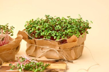 Renkli arkaplanda taze organik mikro yeşil