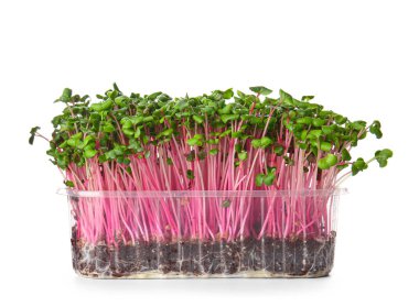 Beyaz arka planda izole edilmiş taze mikro yeşile sahip plastik kap.