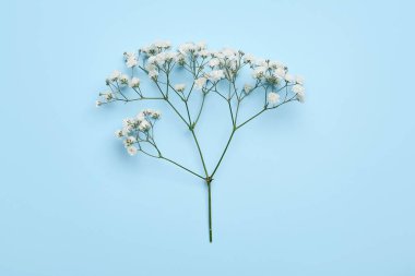 Mavi arka planda güzel çikila çiçekleri