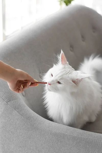 Owner feeding cute cat at home