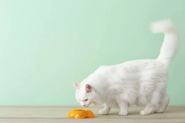 Cute Cat Eating Food Bowl Home — Stock Photo, Image