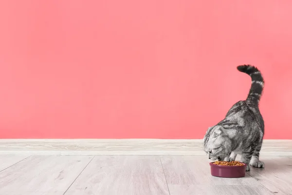 Cute Cat Eating Food Bowl Home — Stock Photo, Image