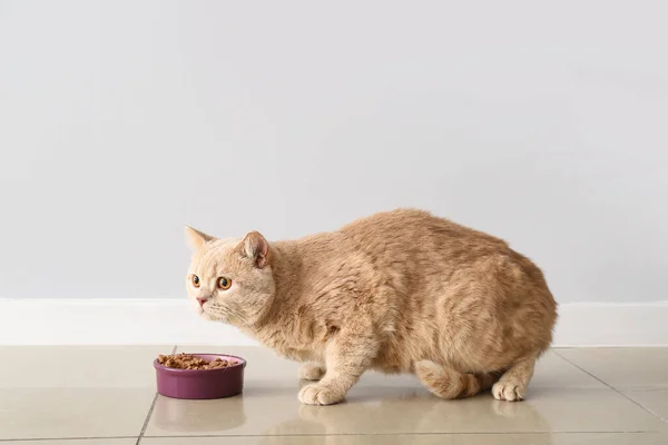 Cute Cat Eating Food Bowl Home — Stock Photo, Image