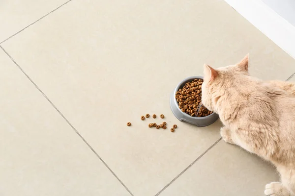 Cute Cat Eating Food Bowl Home — Stock Photo, Image