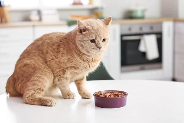 Cute Cat Bowl Food Kitchen Table — Stock Photo, Image