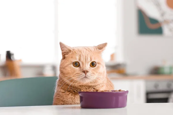 Cute Cat Bowl Food Kitchen — Stock Photo, Image