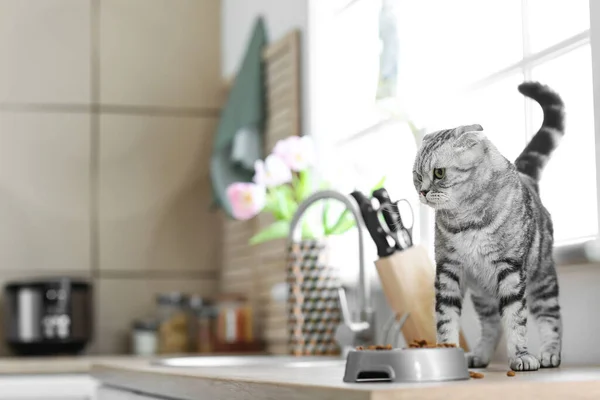 Cute Cat Bowl Food Kitchen — Stock Photo, Image