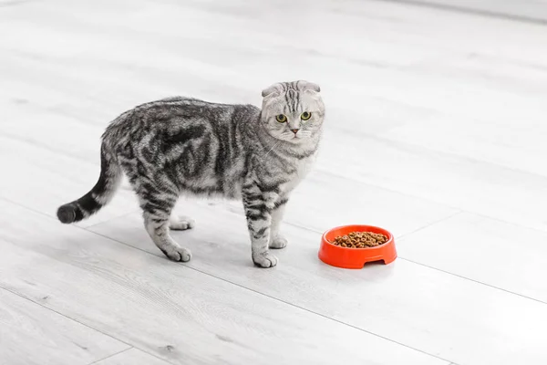 Söt Katt Och Skål Med Mat Köket — Stockfoto